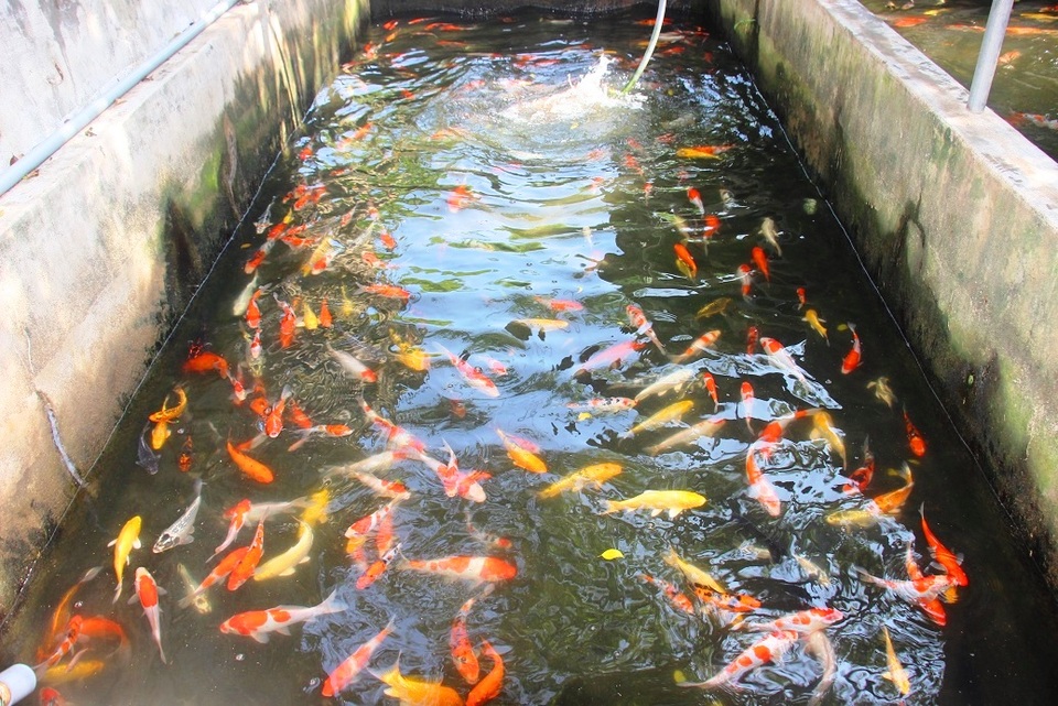 Nuôi bạt ngàn loài cá siêu đẹp, anh Luyện đút túi hơn 2 tỷ đồng mỗi năm - 2 Nuôi bạt ngàn loài cá siêu đẹp, anh Luyện đút túi hơn 2 tỷ đồng mỗi năm - 2