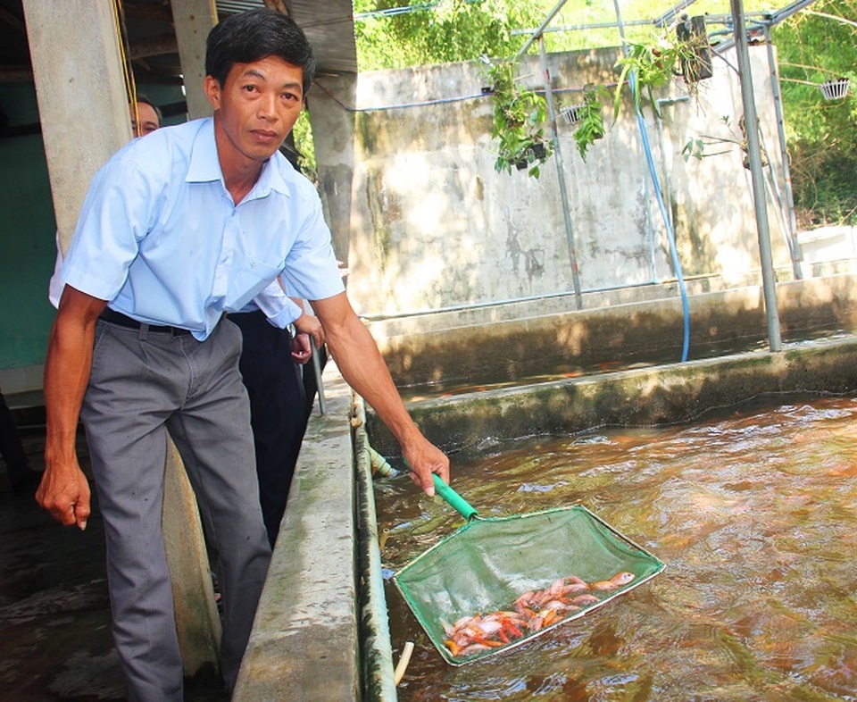 Nuôi bạt ngàn loài cá siêu đẹp, anh Luyện đút túi hơn 2 tỷ đồng mỗi năm - 4 Nuôi bạt ngàn loài cá siêu đẹp, anh Luyện đút túi hơn 2 tỷ đồng mỗi năm - 4