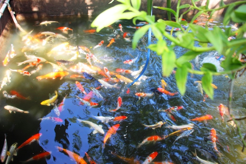 Nuôi bạt ngàn loài cá siêu đẹp, anh Luyện đút túi hơn 2 tỷ đồng mỗi năm - 6 Nuôi bạt ngàn loài cá siêu đẹp, anh Luyện đút túi hơn 2 tỷ đồng mỗi năm - 6