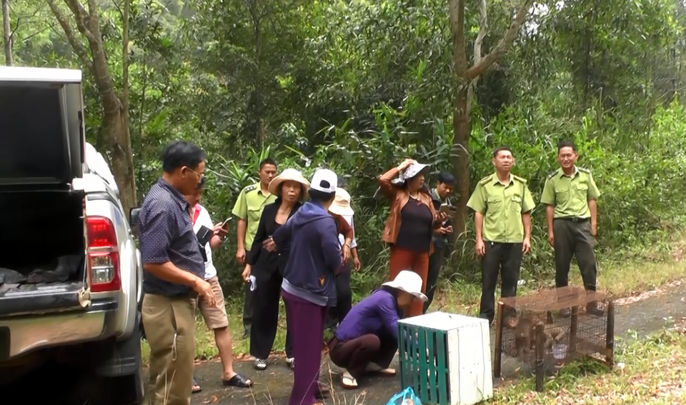 Thả 3 cá thể Khỉ đuôi lợn về Vườn quốc gia Chư Yang Sin - 1 Thả 3 cá thể Khỉ đuôi lợn về Vườn quốc gia Chư Yang Sin - 1