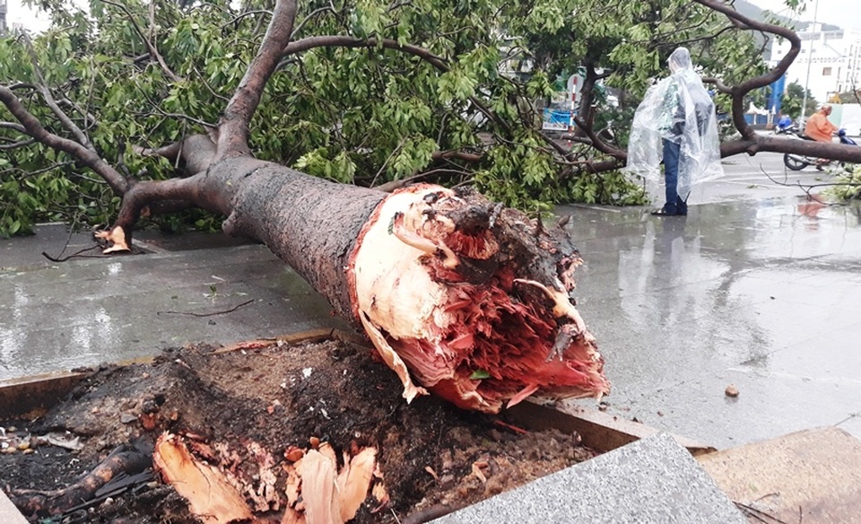 3 tàu hàng cùng 21 thuyền viên đang mắc cạn sau bão số 5 - 2 3 tàu hàng cùng 21 thuyền viên đang mắc cạn sau bão số 5 - 2