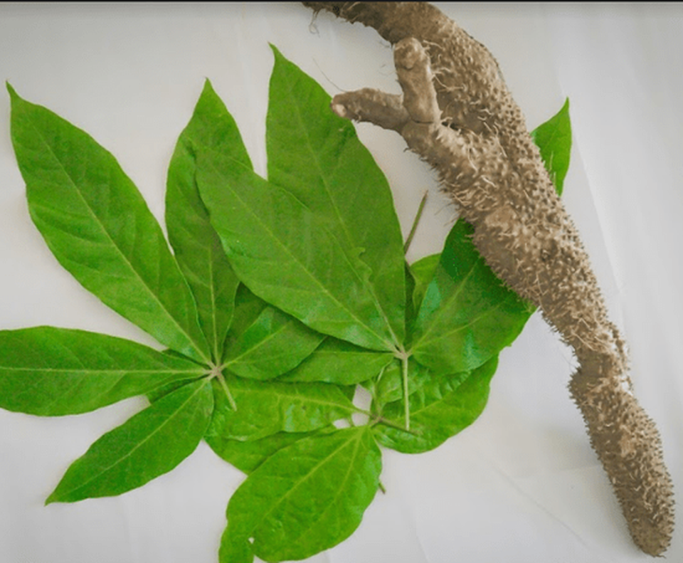 Detoxgan hỗ trợ điều trị viêm gan, xơ gan hiệu quả từ các loại thảo dược thiên nhiên - 4 Detoxgan hỗ trợ điều trị viêm gan, xơ gan hiệu quả từ các loại thảo dược thiên nhiên - 4