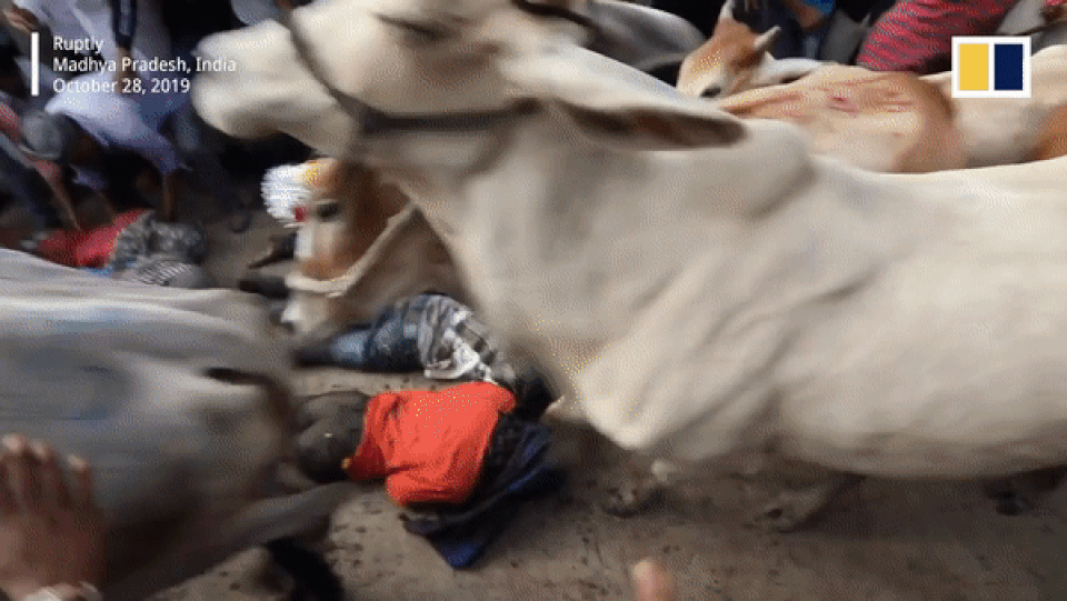 Nằm dài trên đất cho hàng chục con bò dẫm đạp để... cầu may - 1