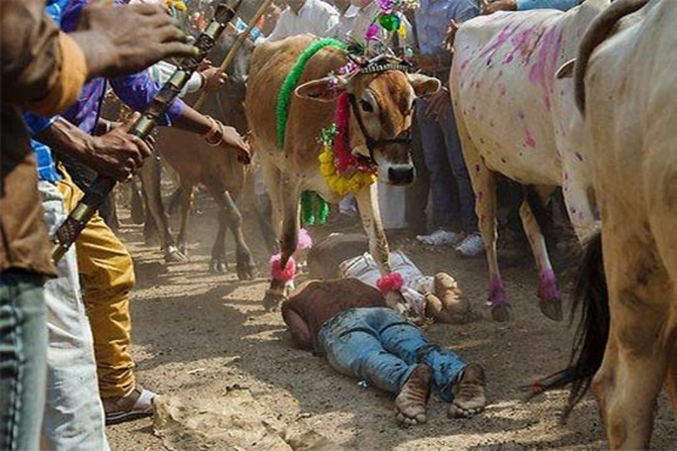 Nằm dài trên đất cho hàng chục con bò dẫm đạp để... cầu may - 2