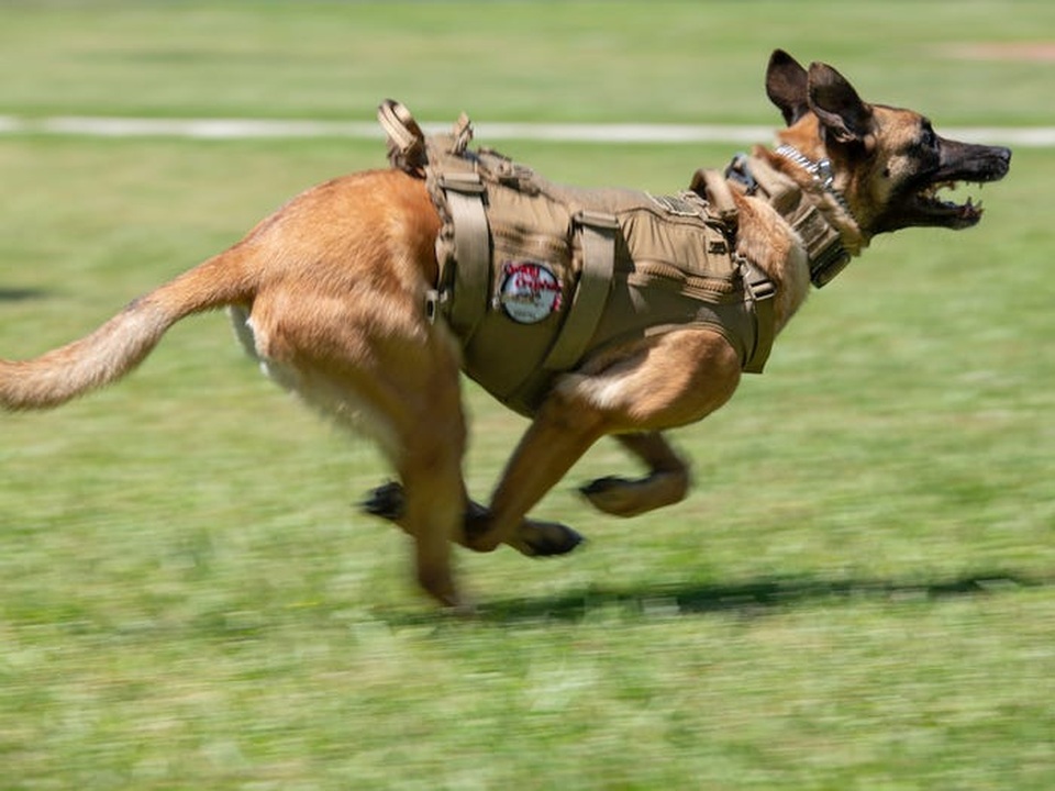 Quy trình đào tạo khắc nghiệt lực lượng khuyển đặc nhiệm của quân đội Mỹ - 3
