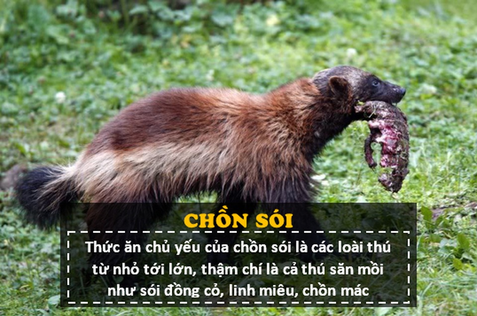 “Người sói” phiên bản thật 100%: Thể chất phi thường, hung hăng, tấn công cả gấu Bắc Cực - 5 “Người sói” phiên bản thật 100%: Thể chất phi thường, hung hăng, tấn công cả gấu Bắc Cực - 5