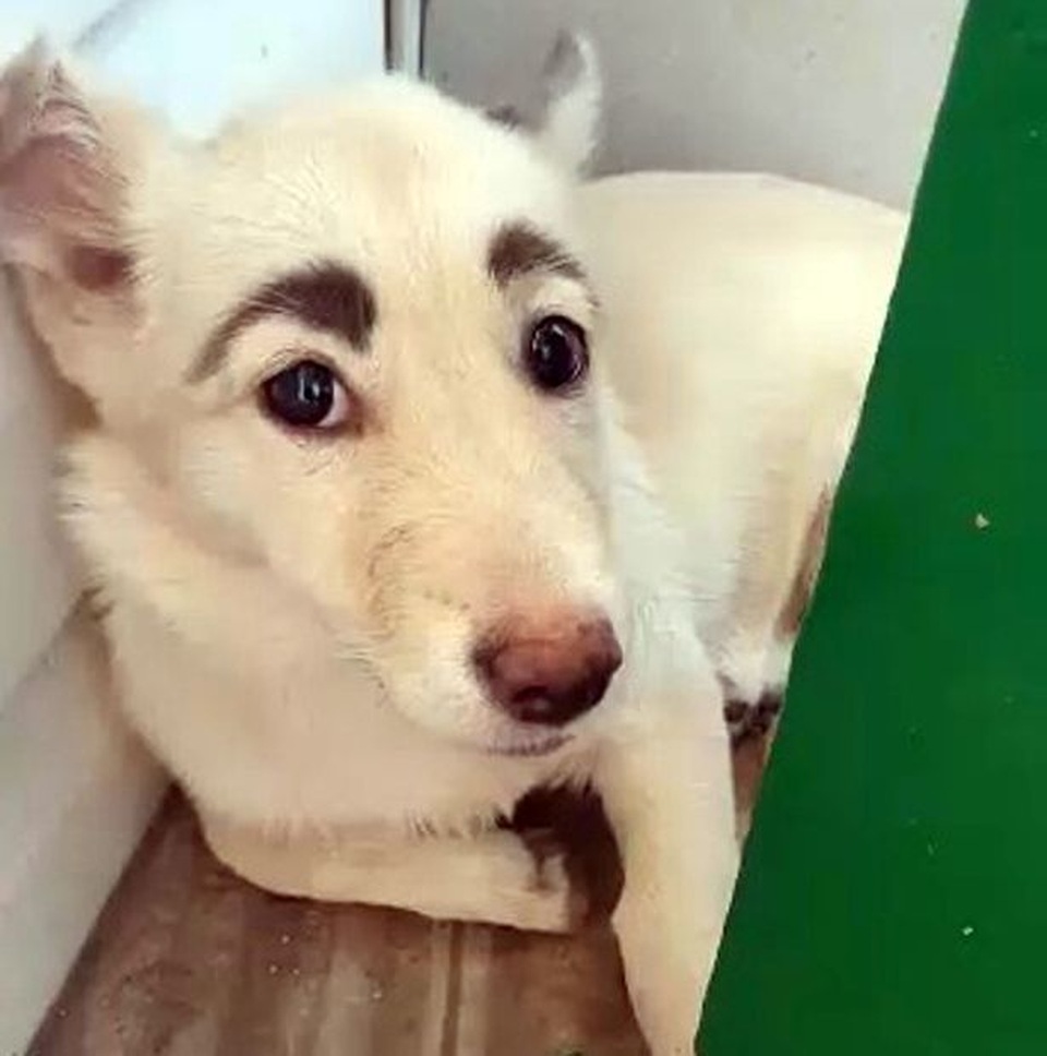 Chú chó có cặp lông mày cực đỉnh gây bão mạng xã hội - 1 Chú chó có cặp lông mày cực đỉnh gây bão mạng xã hội - 1