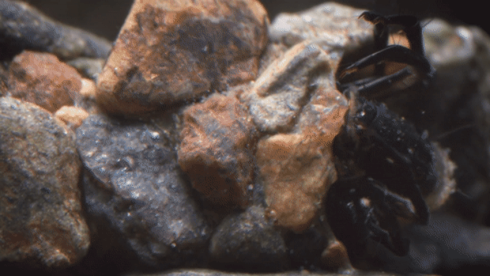 Xem ấu trùng dùng đá và tơ tạo nên “bộ áo giáp” kiên cố nhất thế giới động vật - 1 Xem ấu trùng dùng đá và tơ tạo nên “bộ áo giáp” kiên cố nhất thế giới động vật - 1