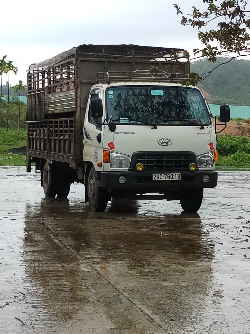 Bắt xe tải chở lợn cố tình vượt trạm kiểm dịch - 1 Bắt xe tải chở lợn cố tình vượt trạm kiểm dịch - 1