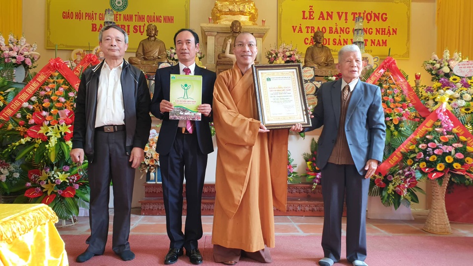 Cây thị 900 năm tuổi bên bến Bạch Đằng Giang được công nhận Cây Di sản - 1