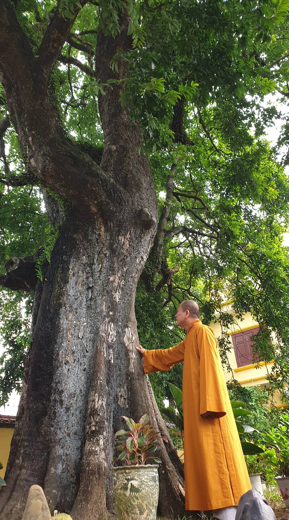 Cây thị 900 năm tuổi bên bến Bạch Đằng Giang được công nhận Cây Di sản - 3