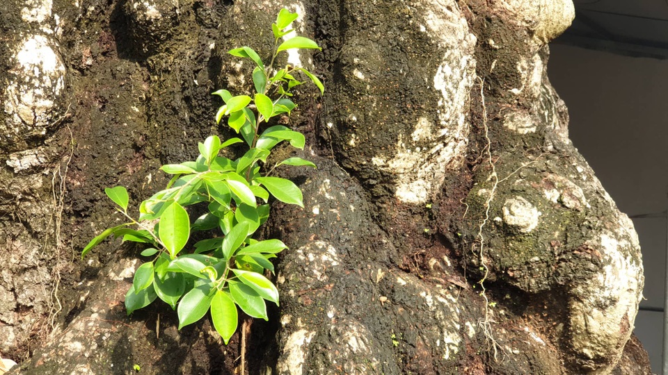 Cây thị 900 năm tuổi bên bến Bạch Đằng Giang được công nhận Cây Di sản - 8