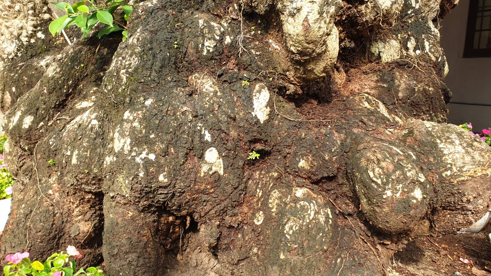 Cây thị 900 năm tuổi bên bến Bạch Đằng Giang được công nhận Cây Di sản - 7