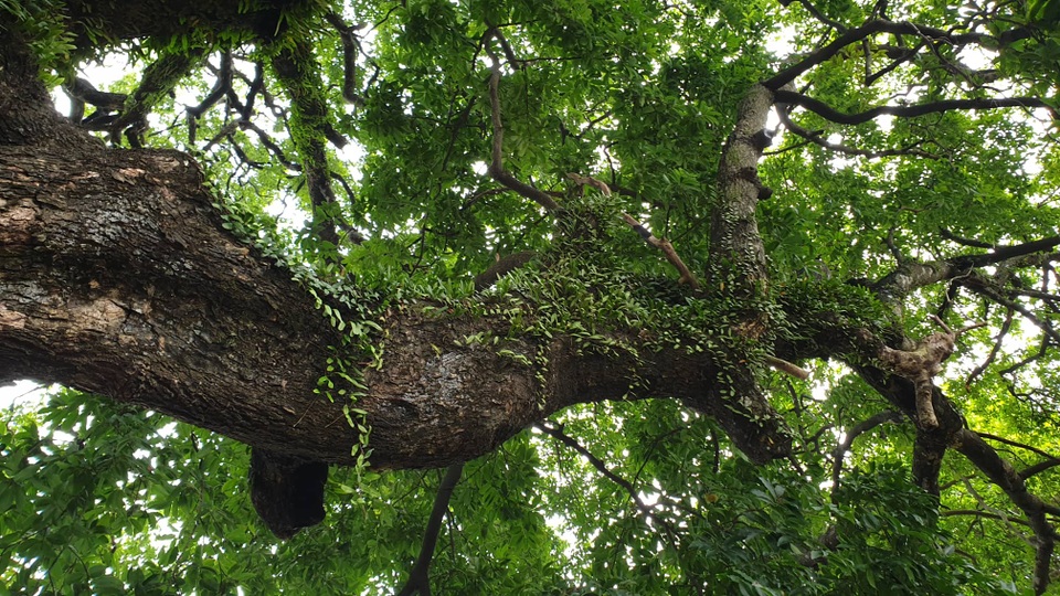 Cây thị 900 năm tuổi bên bến Bạch Đằng Giang được công nhận Cây Di sản - 4