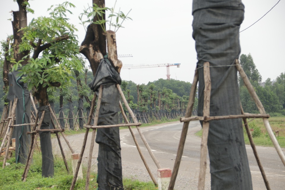 Hàng cây hoa sữa chuyển từ Hồ Tây đến bãi rác Nam Sơn giờ ra sao? - 5 Hàng cây hoa sữa chuyển từ Hồ Tây đến bãi rác Nam Sơn giờ ra sao? - 5
