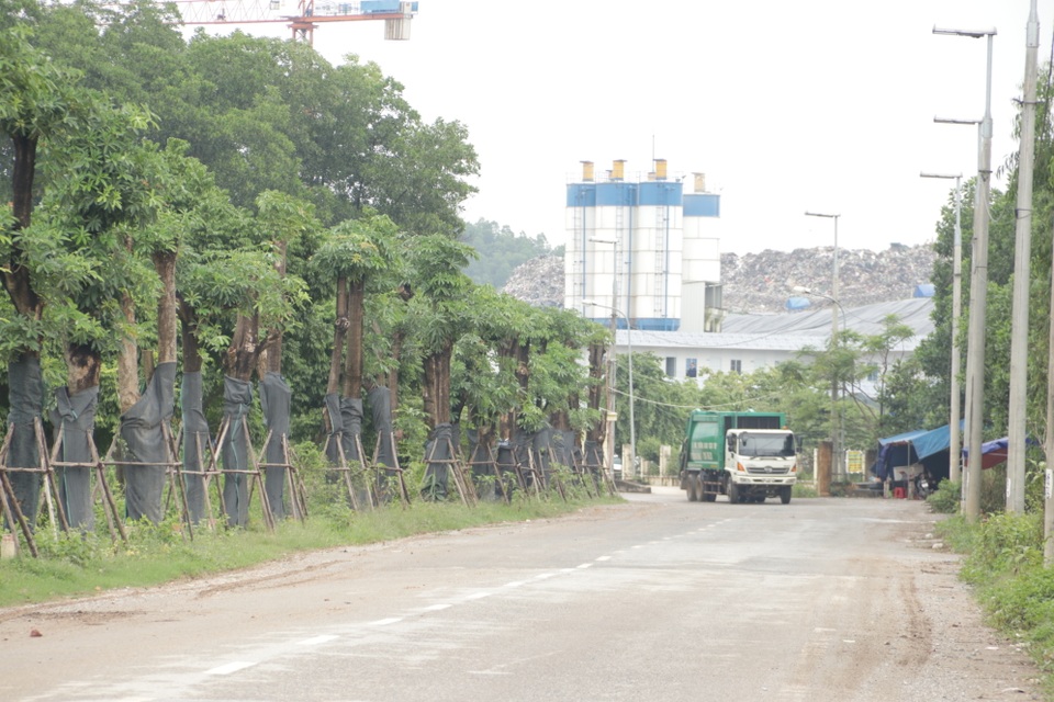 Hàng cây hoa sữa chuyển từ Hồ Tây đến bãi rác Nam Sơn giờ ra sao? - 3 Hàng cây hoa sữa chuyển từ Hồ Tây đến bãi rác Nam Sơn giờ ra sao? - 3