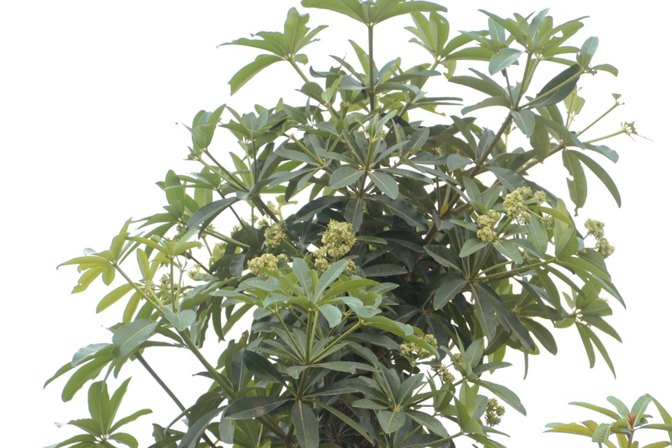 Hàng cây hoa sữa chuyển từ Hồ Tây đến bãi rác Nam Sơn giờ ra sao? - 9 Hàng cây hoa sữa chuyển từ Hồ Tây đến bãi rác Nam Sơn giờ ra sao? - 9