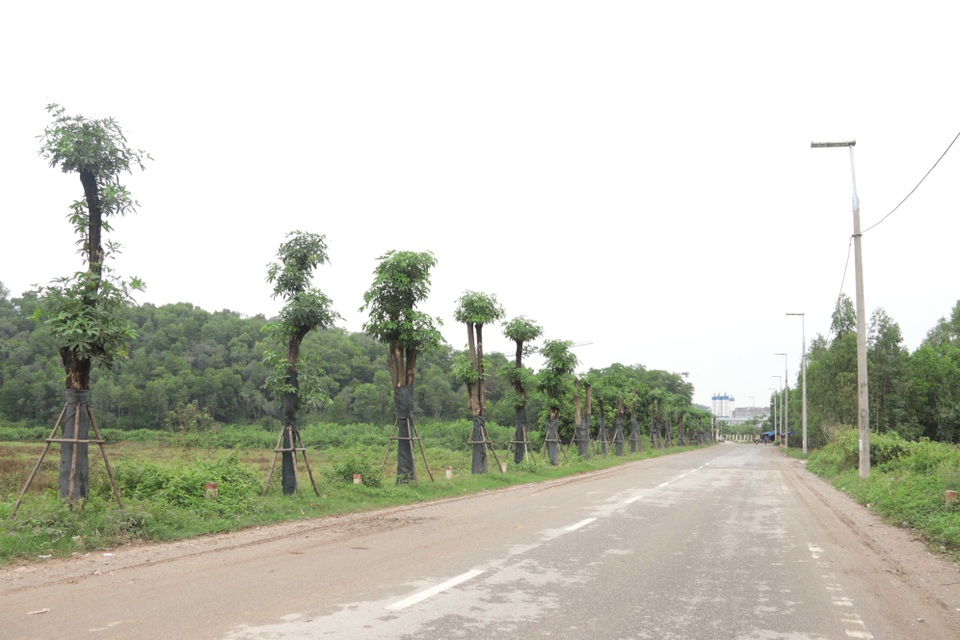 Hàng cây hoa sữa chuyển từ Hồ Tây đến bãi rác Nam Sơn giờ ra sao? - 10 Hàng cây hoa sữa chuyển từ Hồ Tây đến bãi rác Nam Sơn giờ ra sao? - 10