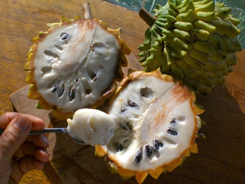 Quả xấu xí chẳng ai nghĩ là mỏ tiền, nay bán vài trăm nghìn đồng/kg hốt bạc mỏi tay - 11 Quả xấu xí chẳng ai nghĩ là mỏ tiền, nay bán vài trăm nghìn đồng/kg hốt bạc mỏi tay - 11