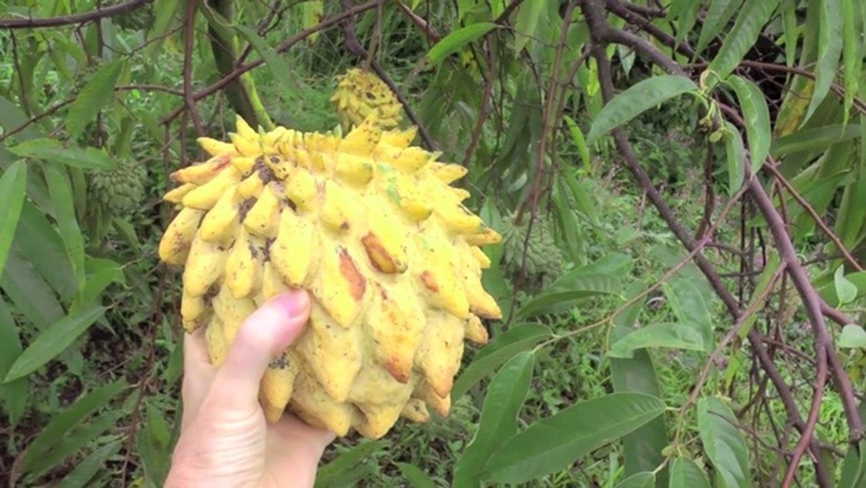 Quả xấu xí chẳng ai nghĩ là mỏ tiền, nay bán vài trăm nghìn đồng/kg hốt bạc mỏi tay - 7 Quả xấu xí chẳng ai nghĩ là mỏ tiền, nay bán vài trăm nghìn đồng/kg hốt bạc mỏi tay - 7