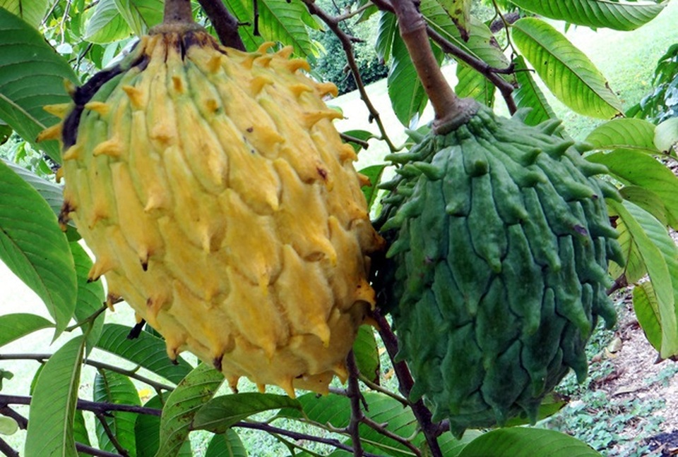 Quả xấu xí chẳng ai nghĩ là mỏ tiền, nay bán vài trăm nghìn đồng/kg hốt bạc mỏi tay - 8 Quả xấu xí chẳng ai nghĩ là mỏ tiền, nay bán vài trăm nghìn đồng/kg hốt bạc mỏi tay - 8