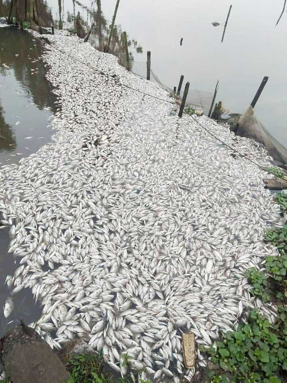 Cá chết trắng sông nghi do nước thải khu công nghiệp “đầu độc” - 1 Cá chết trắng sông nghi do nước thải khu công nghiệp “đầu độc” - 1