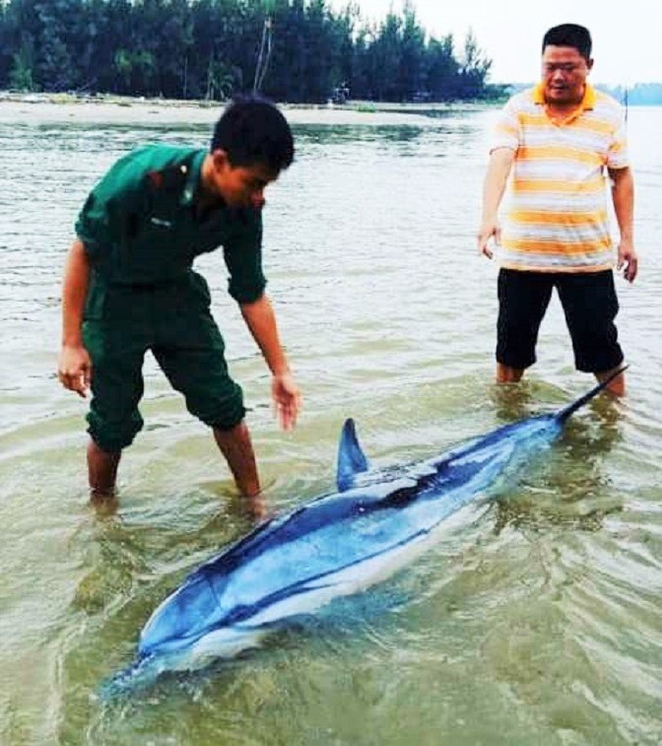 Hội An: “Giải cứu” con cá heo 100kg lụy bờ ra biển Hội An: “Giải cứu” con cá heo 100kg lụy bờ ra biển
