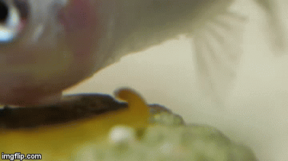 Xem ốc Cối tung đòn tấn công 1/5000 giây rồi nuốt sống cả con cá - 2 Xem ốc Cối tung đòn tấn công 1/5000 giây rồi nuốt sống cả con cá - 2