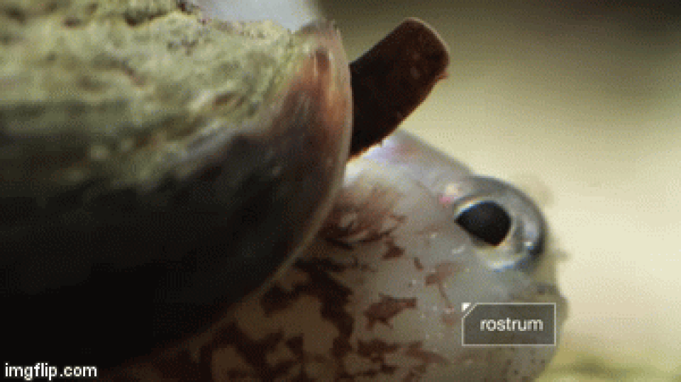 Xem ốc Cối tung đòn tấn công 1/5000 giây rồi nuốt sống cả con cá - 3 Xem ốc Cối tung đòn tấn công 1/5000 giây rồi nuốt sống cả con cá - 3