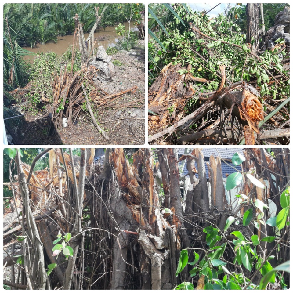Diễn tiến lạ trong vụ chặt cây trên đất đã mua, nguy cơ bị ngồi tù tại Kiên Giang - 1 Diễn tiến lạ trong vụ chặt cây trên đất đã mua, nguy cơ bị ngồi tù tại Kiên Giang - 1