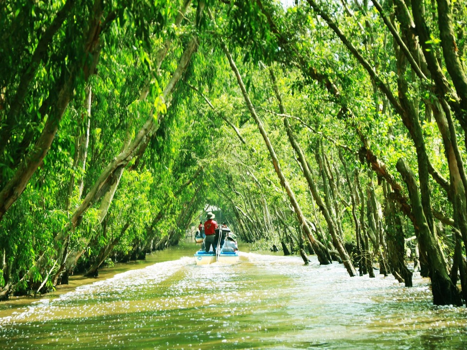 Màu xanh mê hoặc của rừng tràm Trà Sư mùa nước nổi - 9 Màu xanh mê hoặc của rừng tràm Trà Sư mùa nước nổi - 9