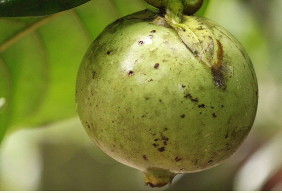 Quả được ví là thần dược phòng the, từng mọc hoang nay khách lùng mua hết vèo vèo - 3