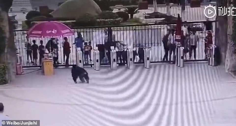 Tinh tinh cái trong sở thú hút thuốc lá như người - 3