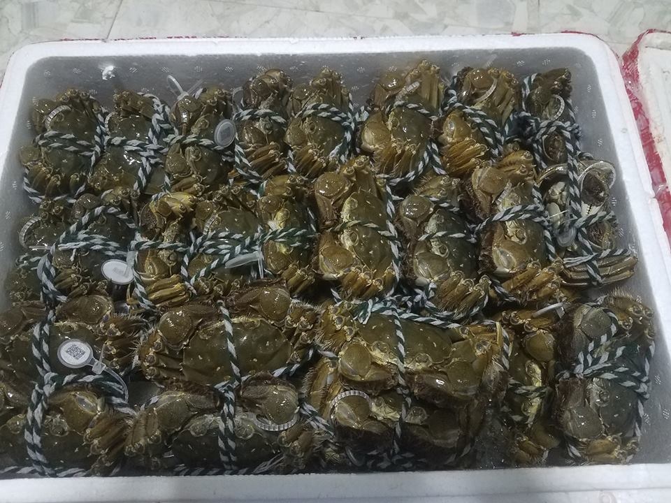 Nghe tin cua lông Trung Quốc 45.000 đồng/con, dân đổ xô tìm mua mới ngã ngửa - 1 Nghe tin cua lông Trung Quốc 45.000 đồng/con, dân đổ xô tìm mua mới ngã ngửa - 1