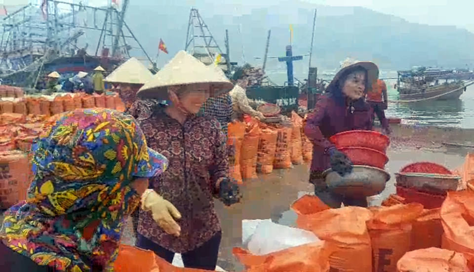 Trúng đậm sò nhám, chủ tàu thu hàng chục triệu đồng/ngày - 2 Trúng đậm sò nhám, chủ tàu thu hàng chục triệu đồng/ngày - 2