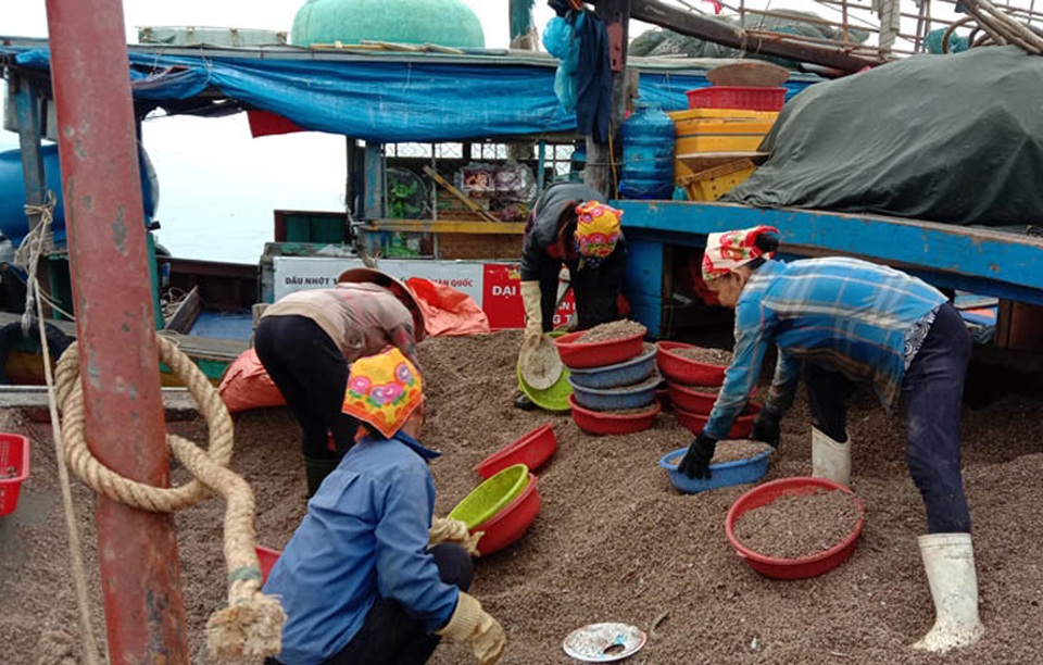 Trúng đậm sò nhám, chủ tàu thu hàng chục triệu đồng/ngày - 1 Trúng đậm sò nhám, chủ tàu thu hàng chục triệu đồng/ngày - 1
