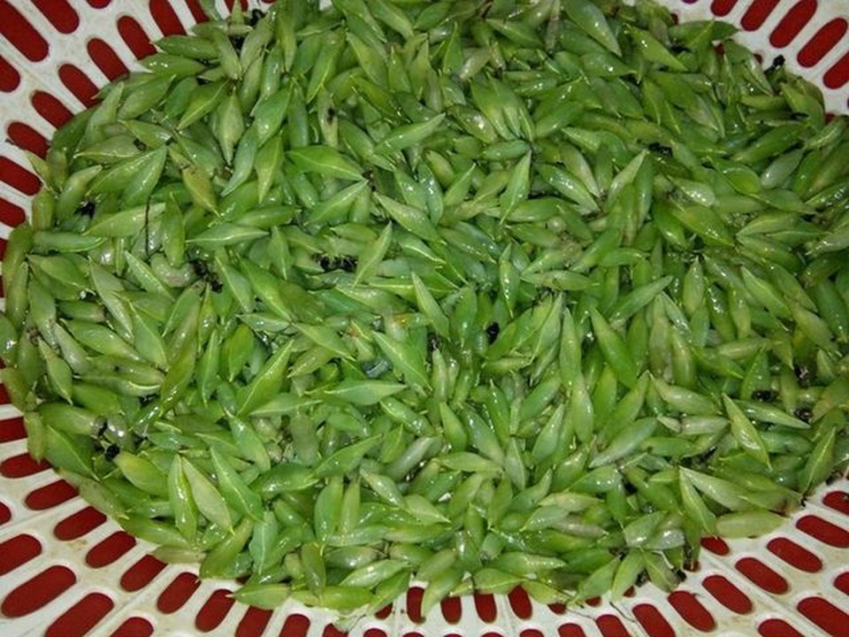 Hết hồn với món sâu muồng béo núc – đặc sản “tuyệt phẩm” ở Tây Nguyên - 4 Hết hồn với món sâu muồng béo núc – đặc sản “tuyệt phẩm” ở Tây Nguyên - 4