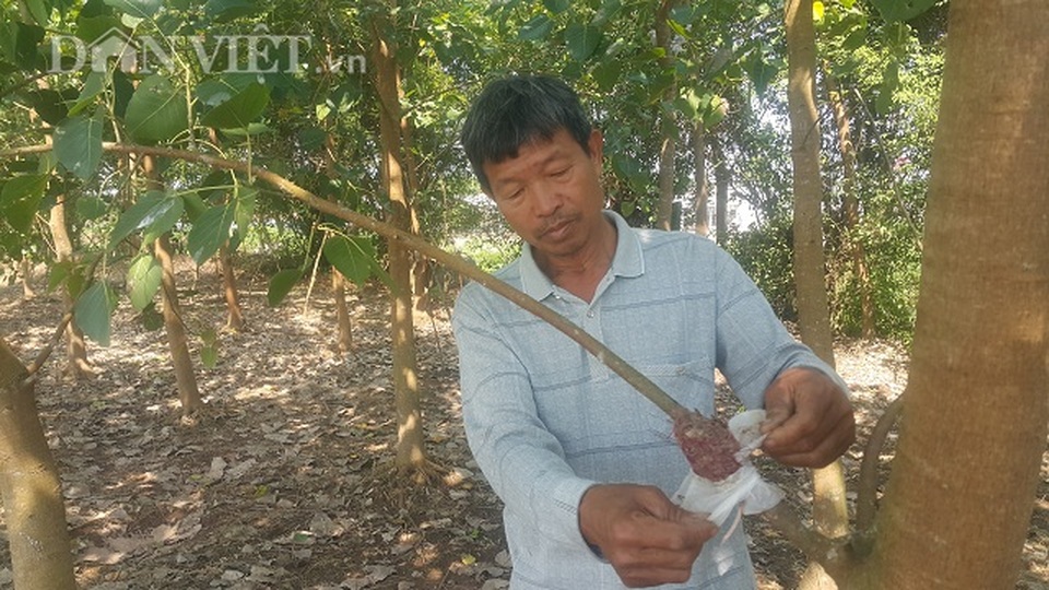 Lạ mà hay: Trồng cây giác ngộ, bỏ túi hàng trăm triệu đồng/năm - 1 Lạ mà hay: Trồng cây giác ngộ, bỏ túi hàng trăm triệu đồng/năm - 1