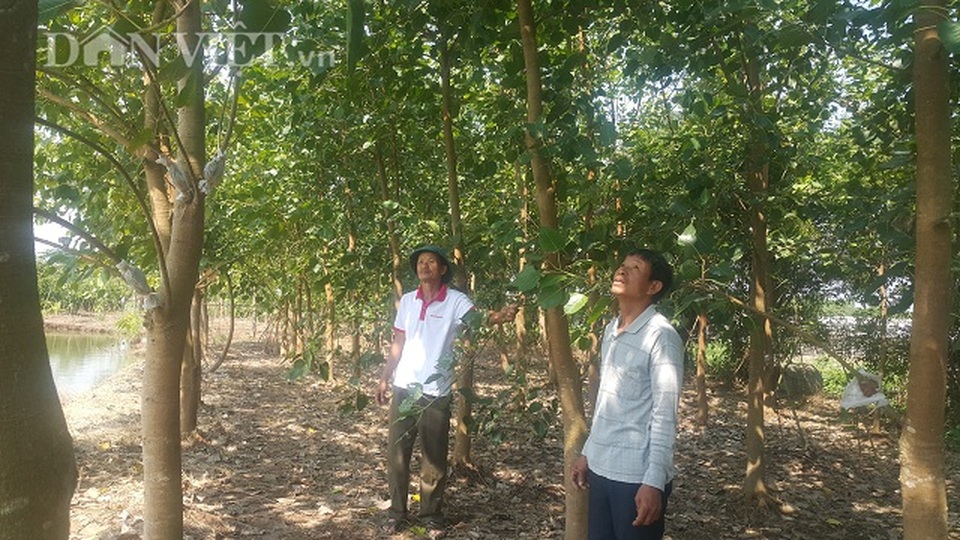 Lạ mà hay: Trồng cây giác ngộ, bỏ túi hàng trăm triệu đồng/năm - 2 Lạ mà hay: Trồng cây giác ngộ, bỏ túi hàng trăm triệu đồng/năm - 2