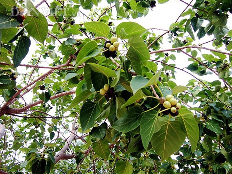 Lạ mà hay: Trồng cây giác ngộ, bỏ túi hàng trăm triệu đồng/năm - 3 Lạ mà hay: Trồng cây giác ngộ, bỏ túi hàng trăm triệu đồng/năm - 3