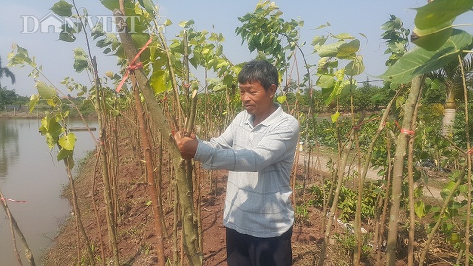 Lạ mà hay: Trồng cây giác ngộ, bỏ túi hàng trăm triệu đồng/năm - 5 Lạ mà hay: Trồng cây giác ngộ, bỏ túi hàng trăm triệu đồng/năm - 5