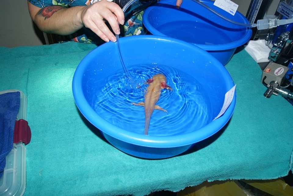 Loài cá có chân, tự mọc lại phần cơ thể bị mất từng khiến dân chơi Việt phát sốt - 11 Loài cá có chân, tự mọc lại phần cơ thể bị mất từng khiến dân chơi Việt phát sốt - 11