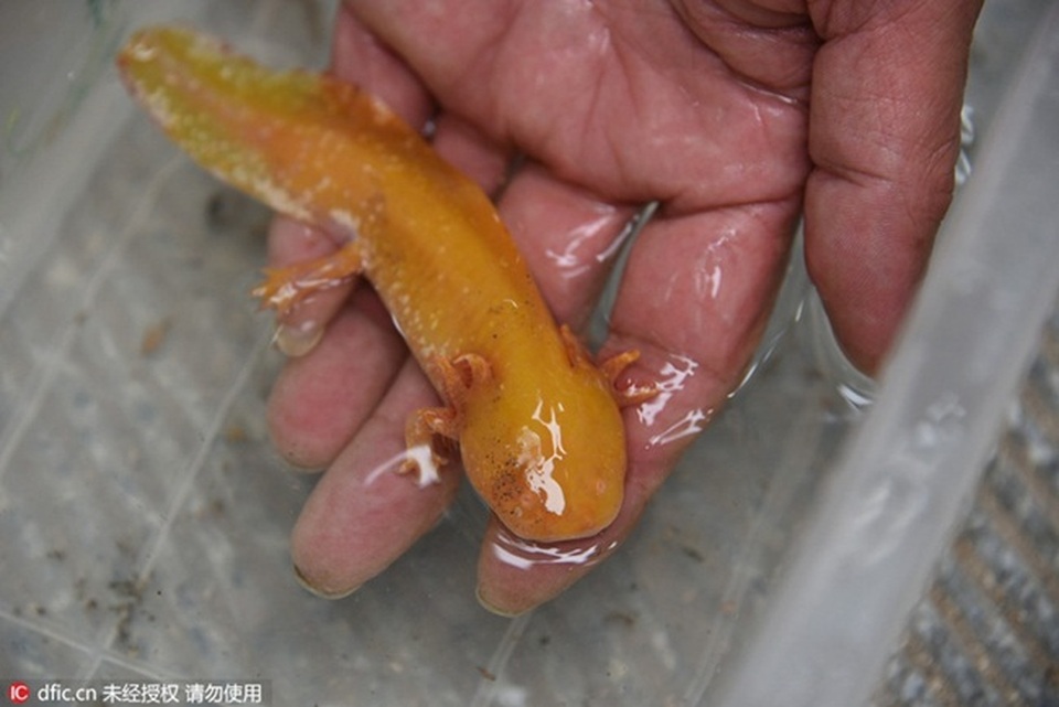 Loài cá có chân, tự mọc lại phần cơ thể bị mất từng khiến dân chơi Việt phát sốt - 5 Loài cá có chân, tự mọc lại phần cơ thể bị mất từng khiến dân chơi Việt phát sốt - 5