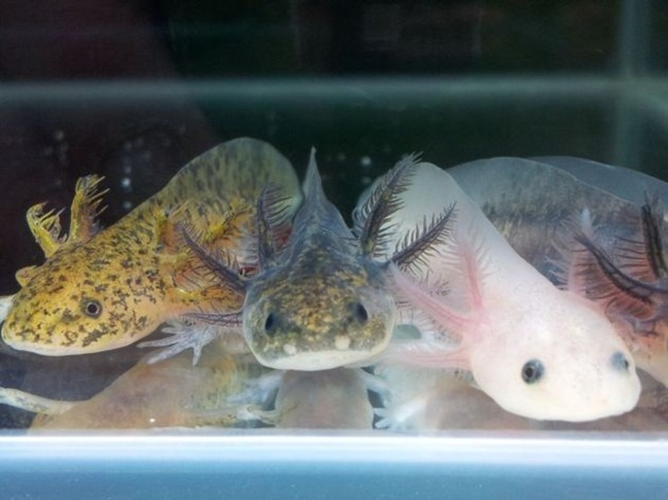 Loài cá có chân, tự mọc lại phần cơ thể bị mất từng khiến dân chơi Việt phát sốt - 6 Loài cá có chân, tự mọc lại phần cơ thể bị mất từng khiến dân chơi Việt phát sốt - 6