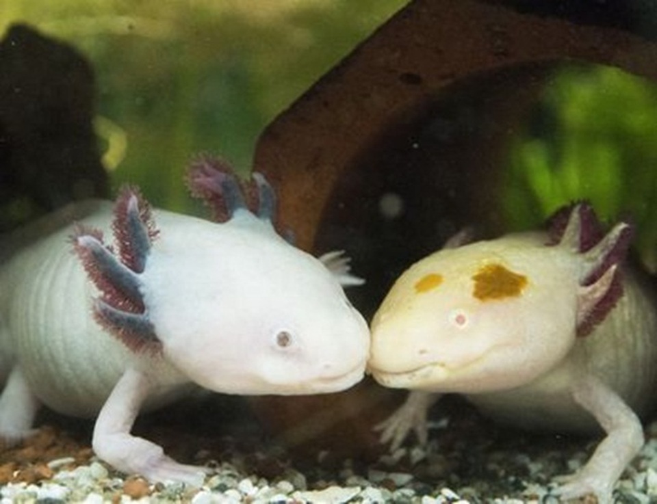 Loài cá có chân, tự mọc lại phần cơ thể bị mất từng khiến dân chơi Việt phát sốt - 8 Loài cá có chân, tự mọc lại phần cơ thể bị mất từng khiến dân chơi Việt phát sốt - 8