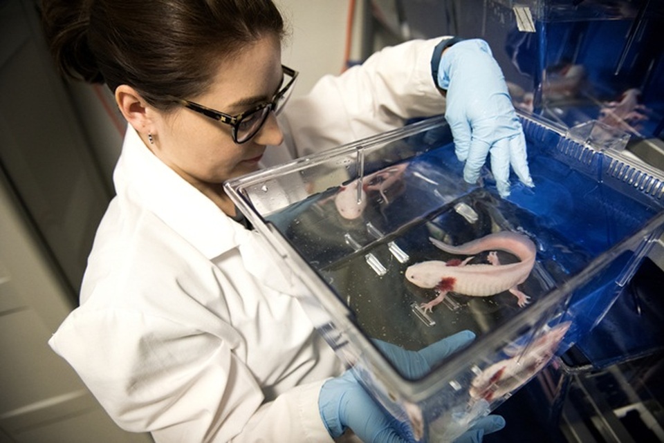 Loài cá có chân, tự mọc lại phần cơ thể bị mất từng khiến dân chơi Việt phát sốt - 9 Loài cá có chân, tự mọc lại phần cơ thể bị mất từng khiến dân chơi Việt phát sốt - 9