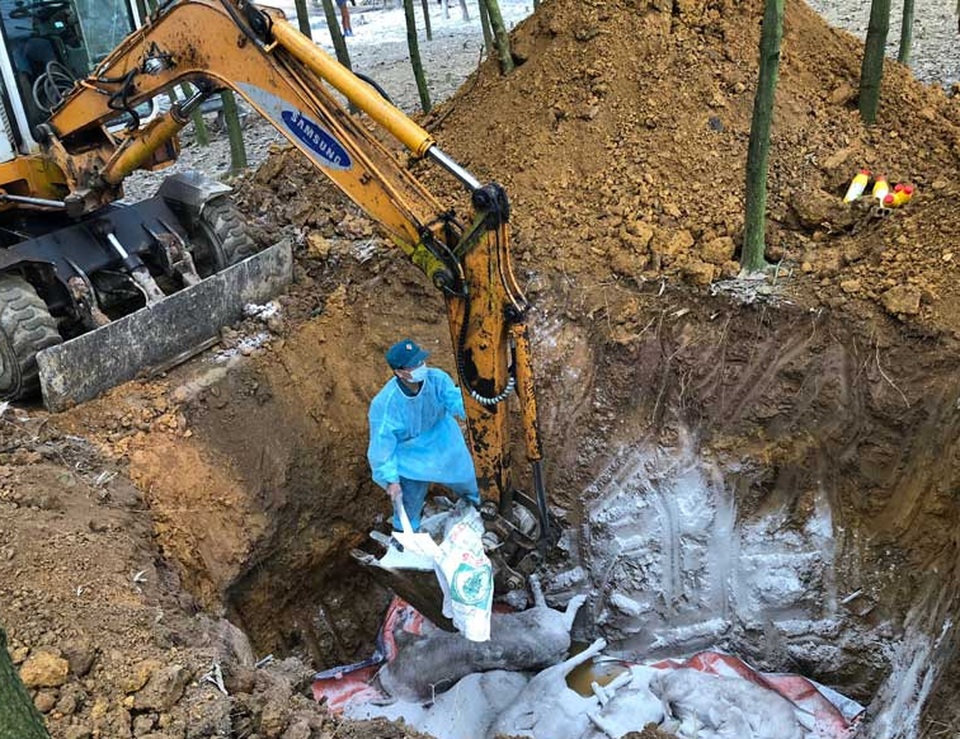 Xử nghiêm việc khai khống lợn bị tiêu hủy do dịch tả lợn châu Phi - 1 Xử nghiêm việc khai khống lợn bị tiêu hủy do dịch tả lợn châu Phi - 1