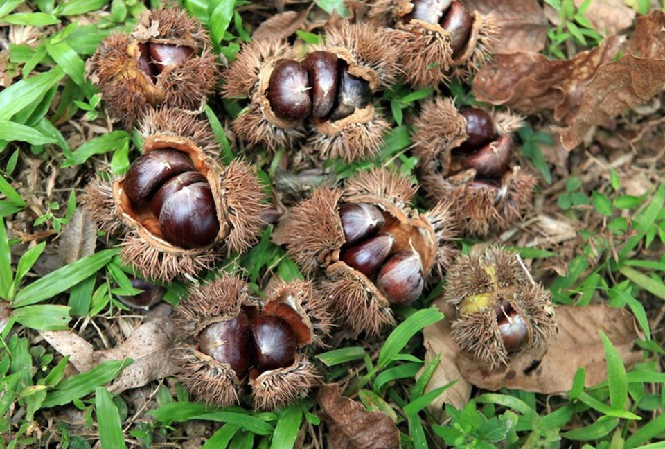 Hạt dẻ Trùng Khánh khác loại bán ở Hà Nội, Cao Bằng không đủ bán - 1 Hạt dẻ Trùng Khánh khác loại bán ở Hà Nội, Cao Bằng không đủ bán - 1