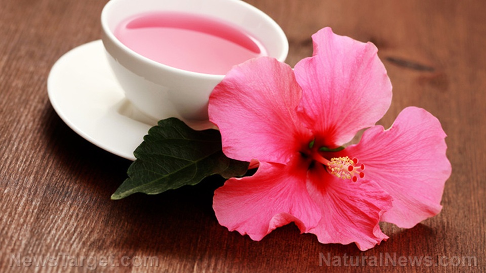 Bất ngờ với khả năng chữa ung thư của loài hoa mọc dại ở Việt Nam - 1 Bất ngờ với khả năng chữa ung thư của loài hoa mọc dại ở Việt Nam - 1