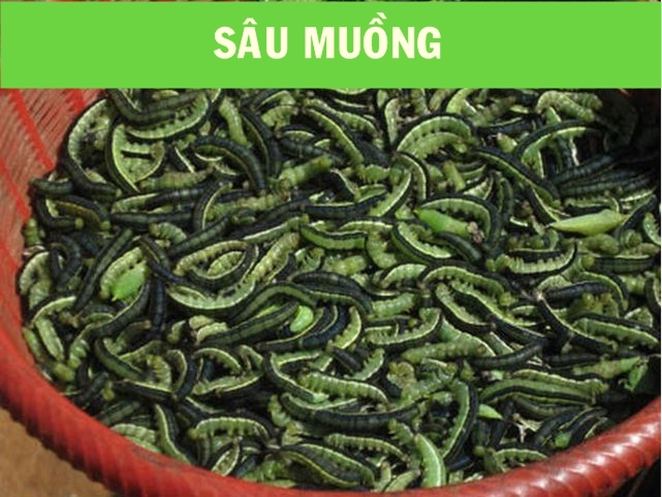 Hoảng hồn nếm thử loạt đặc sản “độc, lạ, dị” dọc miền đất nước - 3 Hoảng hồn nếm thử loạt đặc sản “độc, lạ, dị” dọc miền đất nước - 3